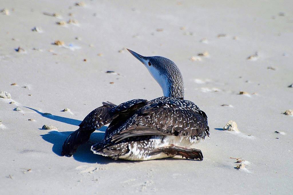 Red-throated Loon by don r faulkner is licensed under CC BY-SA 2.0.